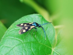 Balataea octomaculata