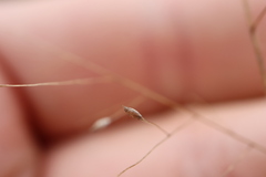 Panicum philadelphicum philadelphicum