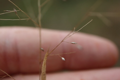 Panicum philadelphicum philadelphicum