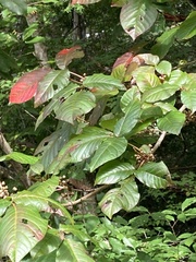 Toxicodendron orientale