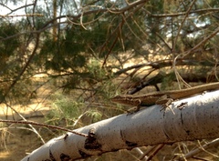 Urosaurus graciosus