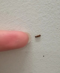 Platypodinae