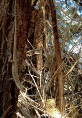 Urosaurus graciosus