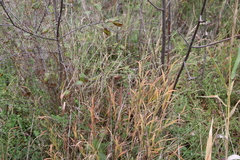 Muhlenbergia mexicana