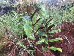 Hedychium greenii