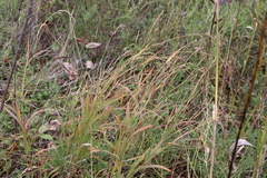 Muhlenbergia mexicana