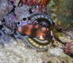 Dendrochirus biocellatus