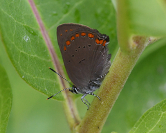 Satyrium titus
