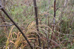 Muhlenbergia mexicana