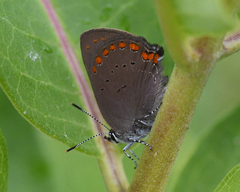 Satyrium titus