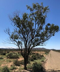 Myoporum platycarpum