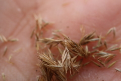 Muhlenbergia mexicana