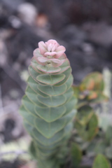 Metrosideros polymorpha