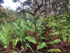 Hedychium greenii