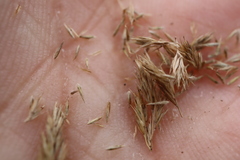 Muhlenbergia mexicana