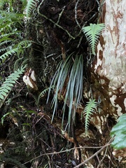Haplopteris flexuosa