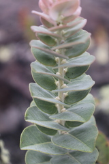 Metrosideros polymorpha