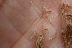 Muhlenbergia mexicana