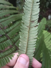 Alsophila bryophila