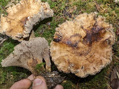 Sarcodon stereosarcinon