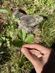 Rubus hispidus