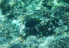 Acanthurus nigricans