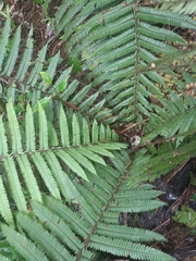 Alsophila bryophila