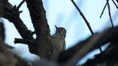 Dryobates mixtus