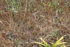 Sporobolus neglectus