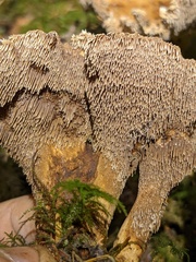 Sarcodon stereosarcinon