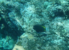 Acanthurus nigricans