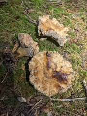 Sarcodon stereosarcinon