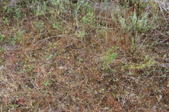 Sporobolus neglectus