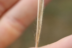 Panicum philadelphicum philadelphicum
