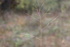 Panicum philadelphicum philadelphicum