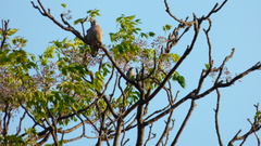 Pyrocephalus rubinus