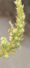 Ambrosia confertiflora