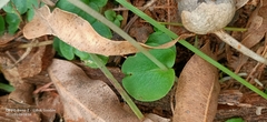 Corybas recurvus