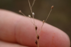 Panicum philadelphicum philadelphicum