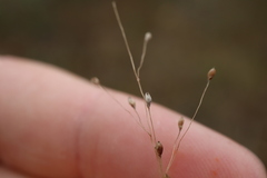 Panicum philadelphicum philadelphicum