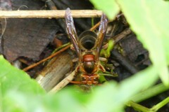 Vespa basalis