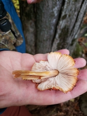 Pluteus aurantiorugosus