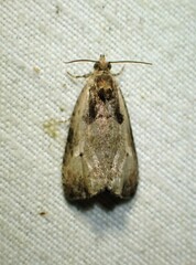 Olethreutes punctanum