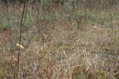 Panicum philadelphicum philadelphicum