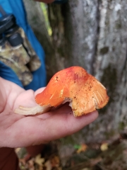 Pluteus aurantiorugosus