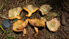 Lactarius quieticolor