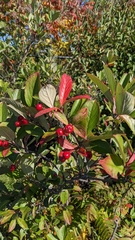 Aronia arbutifolia