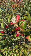 Aronia arbutifolia