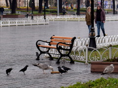Larus michahellis