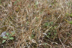 Panicum philadelphicum philadelphicum